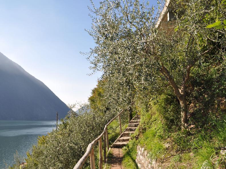 Image 0 - Olive oil from Ticino